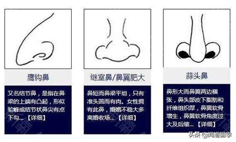 鼻相分析|面相學之鼻型解析、全面解讀鼻子與命運